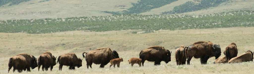 bison_herd_calves_May_2016_Credit_John_Eisele_Colorado_State_University_Photography_a75ccaf3-85cb-4e8f-ac59-6620baa6c07b.jpg