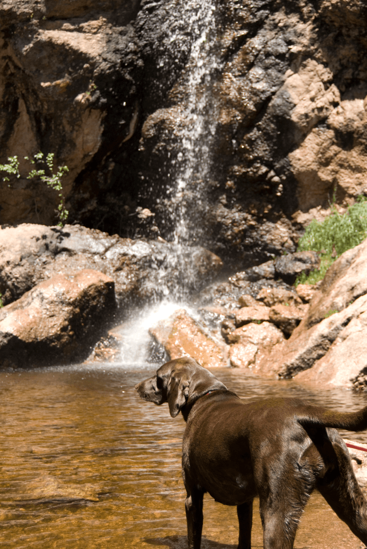 Horsetooth_Falls_Dog_Credit_Ashley_Matthews_c2a2b0fd-c4ec-4508-827e-2392b2e1cc2a.png